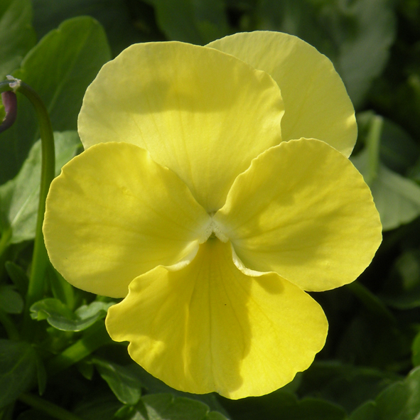 Victorian Viola Citronella